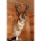 Prong horn mount