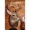 Six point white tail mount
