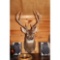 Seven point white tail mount looking straight ahead
