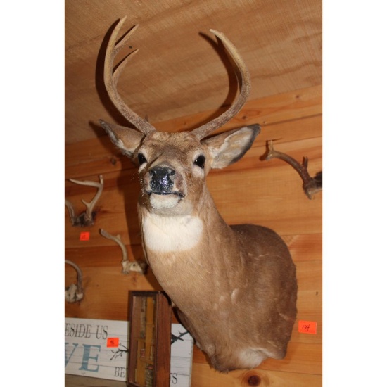 Seven point white tail mount