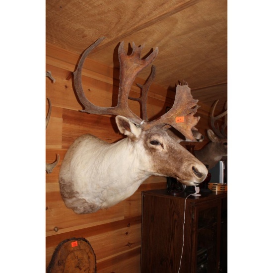 Caribou with metal harvest tag