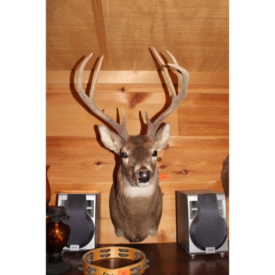 Seven point white tail mount looking straight ahead