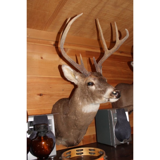 Nine point white tail mount