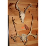 Skull mount and set of horns