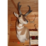 Prong horn mount