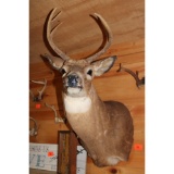 Seven point white tail mount
