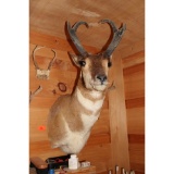 Prong horn mount