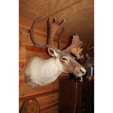 Caribou with metal harvest tag