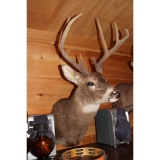 Nine point white tail mount