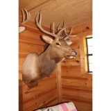 Elk mount