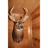 Eight point white tail mount