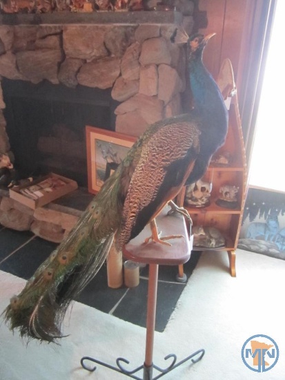 Taxidermy Peacock on stand, stand is 37"h