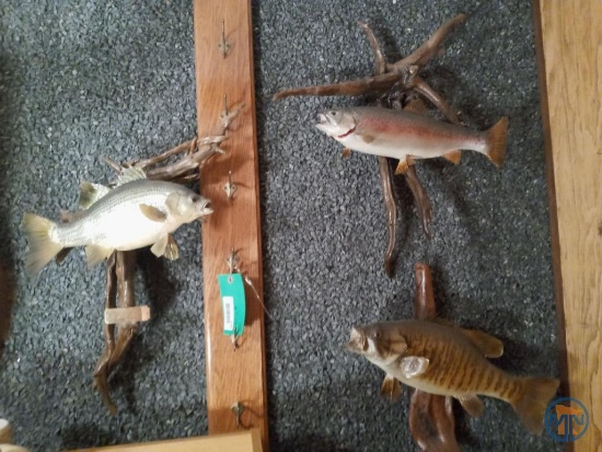 (3) taxidermied and mounted trophy fish: silver bass 13", rainbow trout 16", smallmouth bass 18"