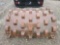 Padfoot Shell Kit