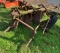 International 2pt Quick Hitch 3 disc plow