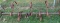 3PT 5 shank tillage tool