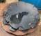 (5) Scalloped disc blades - New