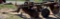 John Deere 8ft Disc 22 blade
