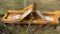 King Kutter II 3pt 5ft Tiller