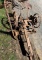 Massey Harris Mowing Machine