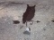 Owl Weather Vane