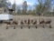 16ft 6 Row 3pt Cultivator