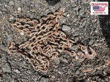 20ft Chain