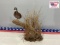 Bob White Quail Mount 16
