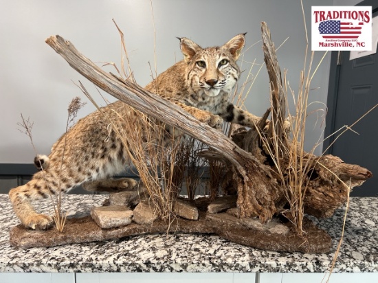 Bobcat Mount 39"x22"x19"