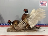 Pheasant Mount