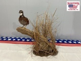 Bob White Quail Mount 16