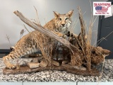 Bobcat Mount 39