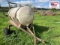 Spray tank on wheels