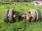 Rogers Mfg. Axle