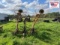 Vermeer WR-20 Hay Rake