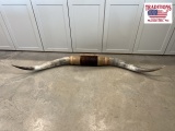 Cattle Horns 70 1/2 inches