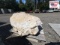 Landscape Rock