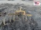 3pt Gill Cultivator