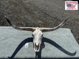 Longhorn Skull Mount 49