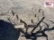 3pt The Leinbach Cultivator