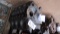 Ford engine block good STD