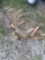 Cultivator