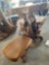 Teak wood self