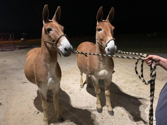 Ring 2- Draft Horse & Mule Sale