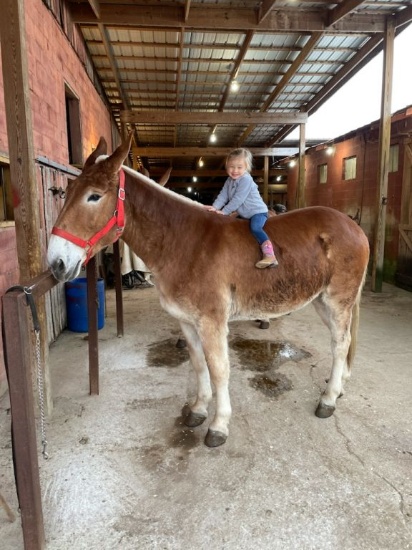 12/13 YEAR OLD MARE MULE, FULL SISTER, BROKE VERY GENTLE