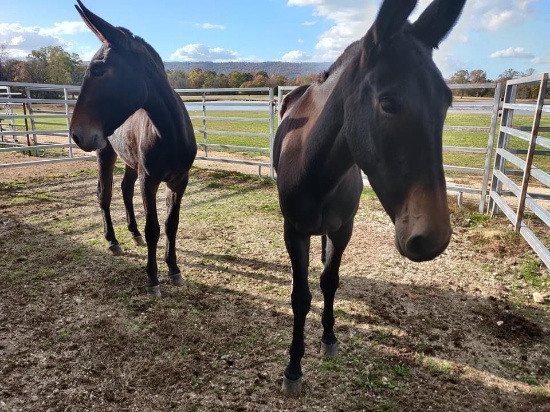 2/3 YEAR OLD MARE MULE, GREEN BROKE, NEVER ASKED TO DO MUCH