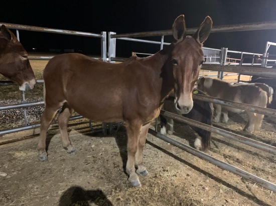 14/15 YEAR OLD MARE MULE, BROKE TO WORK, GENTLE