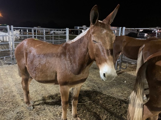 13/14 YEAR OLD HORSE MULE, BROKE TO WORK