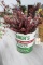 Webers Lard Can