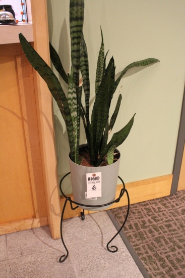 Plant Stand & Pot